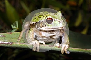 Gastrotheca riobambae