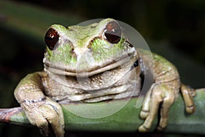 Gastrotheca riobambae