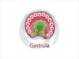 Gastrula