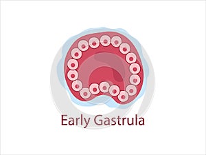 Gastrula