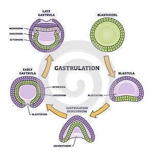 Gastrulation stages as early embryo development process outline diagram