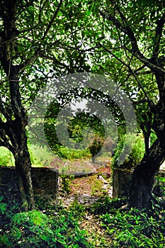 Gate in the forest