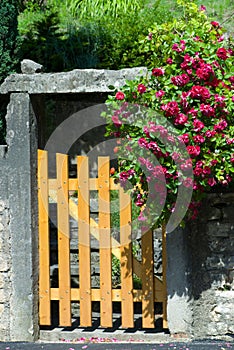The gate with a rose bush