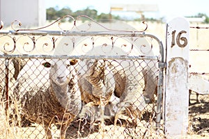 A Gate for Sheep