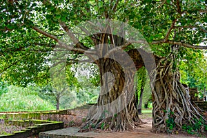 Gate of time. Arch of bodhi Tree. Unseen Thailand at Wat Phra Ngam, Phra Nakhon Si Ayutthaya, Thailand. photo