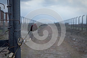 Gate to the concentration camp auschwitz-birkenau. Barbed wire fence around the death camp in Oswiecim. He assumes people during t