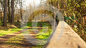 Gate Windsor Great Park, North Ascot, United Kingdom. Gate in the forest photo