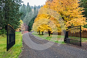 A gated driveway lined with maple trees in autumn fall