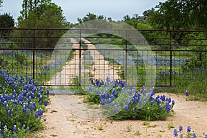 Gated Road Full of Bluebonnets Near Willow City Loop in Texas Hill Country