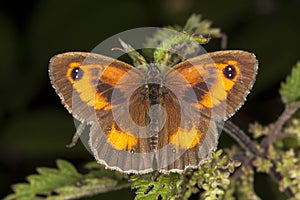 Gatekeeper Butterfly