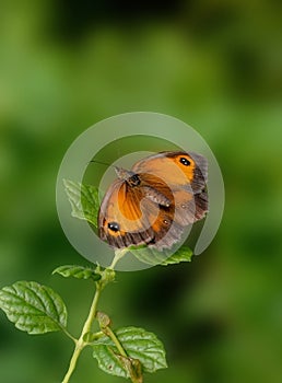 Gatekeeper Butterfly