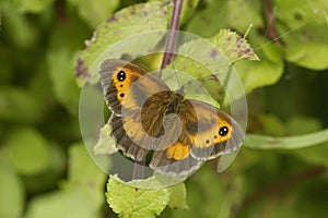 Gatekeeper Butterfly