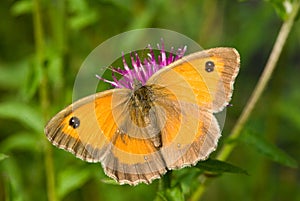 Gatekeeper Butterfly