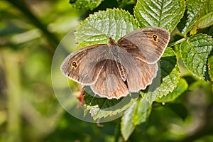 Gatekeeper butterfly