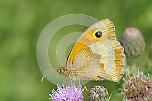 Gatekeeper butterfly feeding on wild thistles in meadow