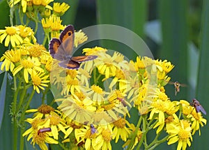 Gatekeeper butterfly and other insects on common ragwort