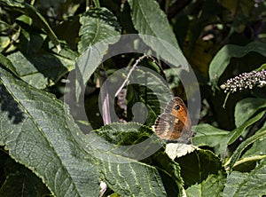 A gatekeeper butterfly perched on a buddleia leaf