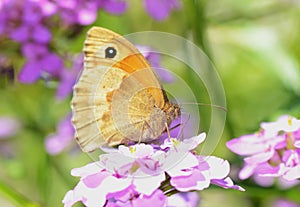 Gatekeeper Butterfly (Pyronia tithonus)