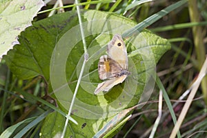 Gatekeeper Butterfly (Pyronia tithonus)