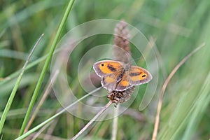 Gatekeeper Butterfly (Pyronia tithonus)