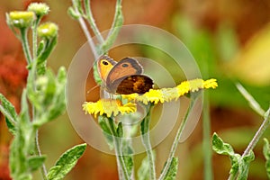 Gatekeeper butterfly, Pyronia Tithonus, close up
