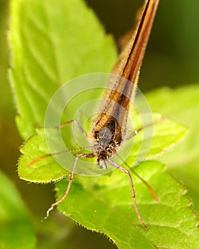 Gatekeeper Butterfly - Pyronia tithonus on a green leaf - macro