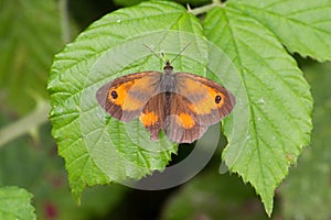 Gatekeeper Butterfly pyronia tithonus perched on plant