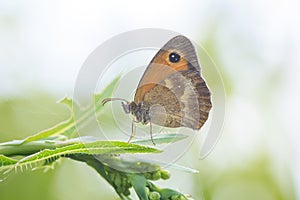 Gatekeeper butterfly, Pyronia tithonus, resting