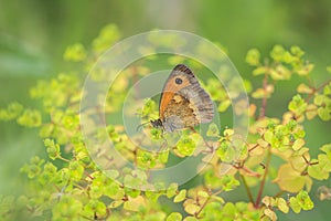 Gatekeeper butterfly, Pyronia tithonus, resting