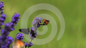 Gatekeeper Butterfly, pyronia tithonus, Sucking Nectar from Laverder Flowers, Normandy,