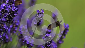 Gatekeeper Butterfly, pyronia tithonus, Sucking Nectar from Laverder Flowers, Normandy,