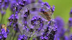 Gatekeeper Butterfly, pyronia tithonus, Sucking Nectar from Laverder Flowers, Normandy,