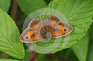 A Gatekeeper Butterfly, Pyronia tithonus, warming up with its wingspread on a leaf.