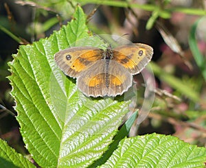 Gatekeeper butterfly resting on bramble leaf