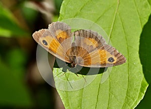 The gatekeeper butterfly resting on the plant.