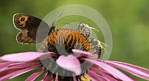 Gatekeeper butterfly and two bees