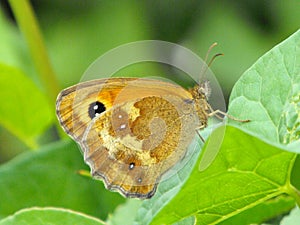 Gatekeeper butterfly underside