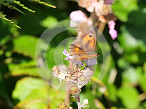 Gatekeeper or hedge brown (Pyronia tithonus) butterfly from the family of the noble butterflies (Nymphalidae)