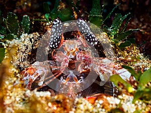 The Gatekeeper. Mantis Shrimp. Lysiosquillina lisa