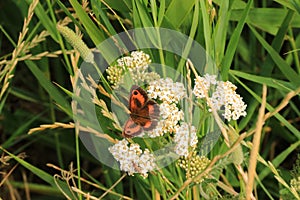 Gatekeeper of the meadowsweet