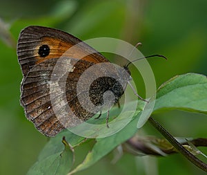Gatekeeper (Pyronia tithonus) Butterfly