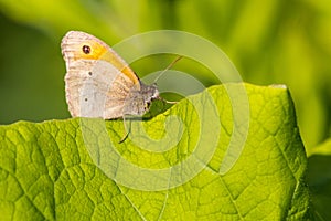 Gatekeeper (Pyronia tithonus