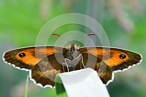 Gatekeeper (Pyronia tithonus) butterfly