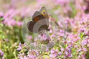 Gatekeeper (Pyronia tithonus) sitting in a sun-drenched forest clearing