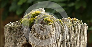 Gatepost with Moss