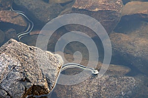 Gater Snake on Patrol in Boundary Water Lake