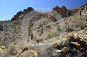 Gates Pass Tucson Arizona Saguaro Cactus