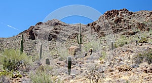 Gates Pass Tucson Arizona Saguaro Cactus