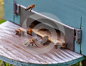 Gateway to the Hive: Bees at Work