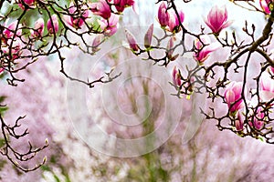 Gateway to spring, japanese magnolia